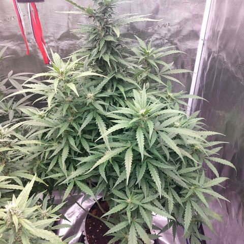 Mimosa Cake Auto growlog timeline photo