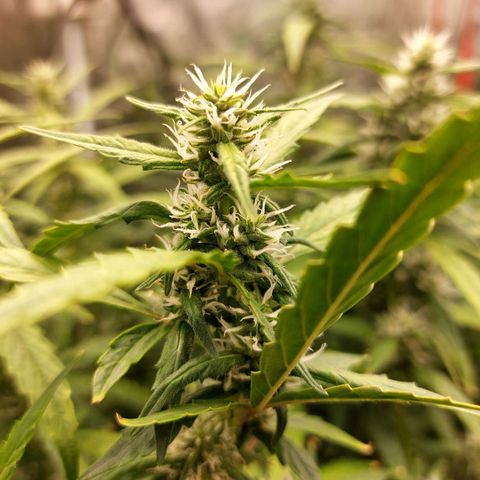 Auto Cinderella Jack growlog timeline photo