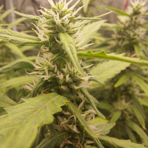 Auto Cinderella Jack growlog timeline photo