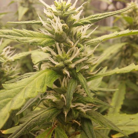 Auto Cinderella Jack growlog timeline photo