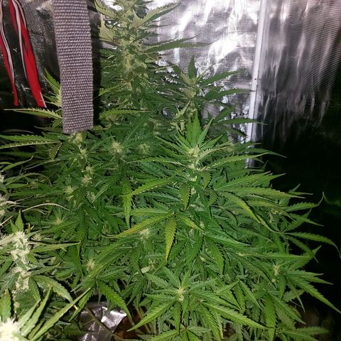 Mimosa Cake Auto growlog timeline photo