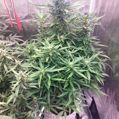 Mimosa Cake Auto growlog timeline photo