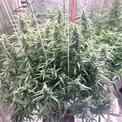 Auto Cinderella Jack growlog timeline photo
