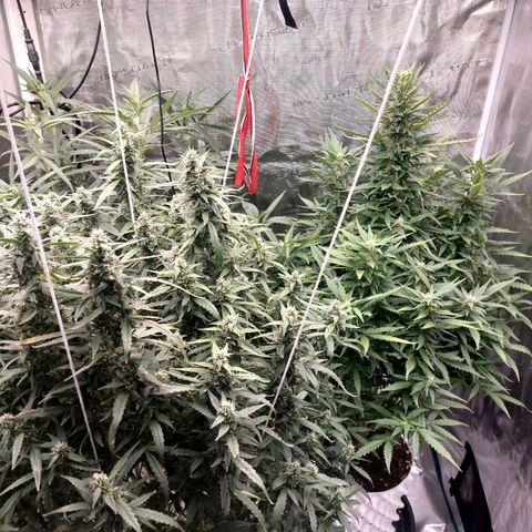 Mimosa Cake Auto growlog timeline photo