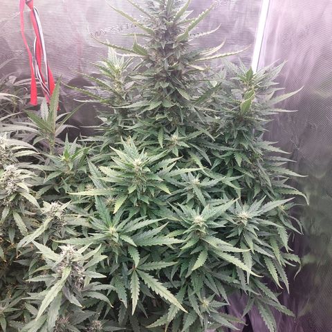 Mimosa Cake Auto growlog timeline photo