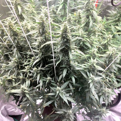 Auto Cinderella Jack growlog timeline photo