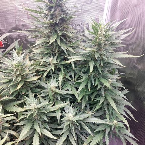 Mimosa Cake Auto growlog timeline photo