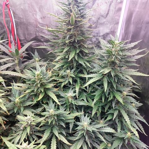 Mimosa Cake Auto growlog timeline photo