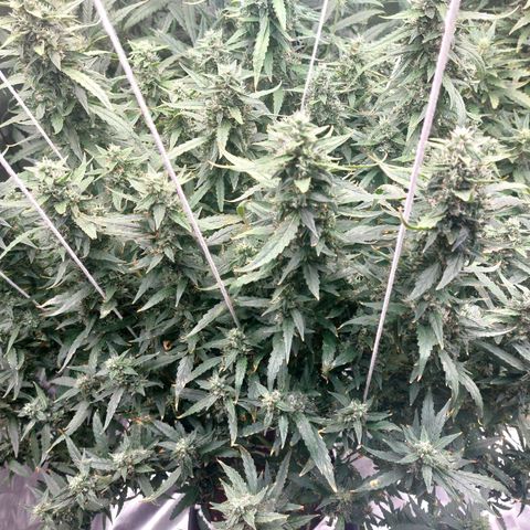 Auto Cinderella Jack growlog timeline photo