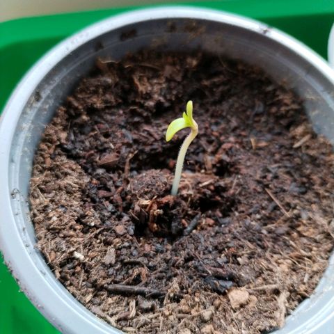 #1 growlog timeline photo