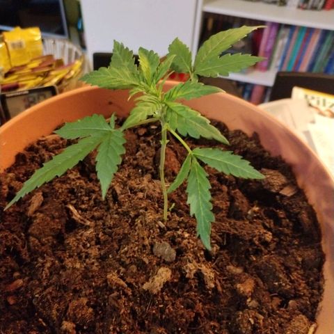 #1 growlog timeline photo