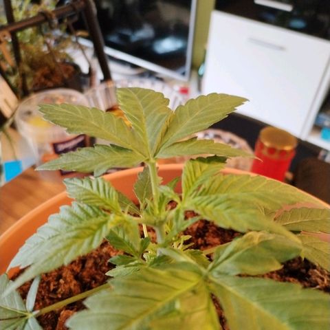 #1 growlog timeline photo