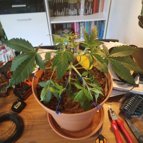#1 growlog timeline photo