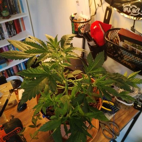 #1 growlog timeline photo