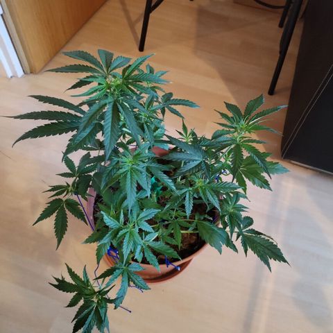 #1 growlog timeline photo