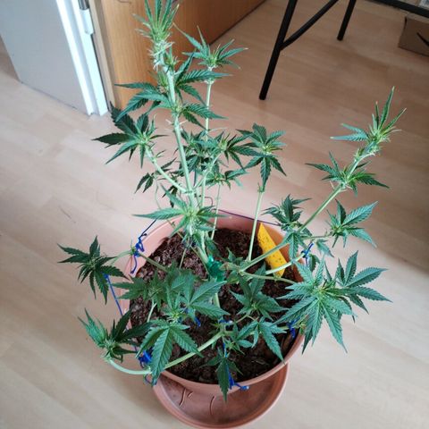 #1 growlog timeline photo