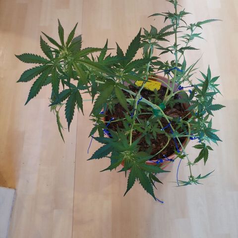 #1 growlog timeline photo