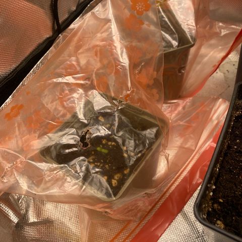 Strain for gain  #1 growlog timeline photo