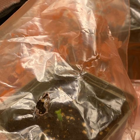 Strain for gain  #1 growlog timeline photo