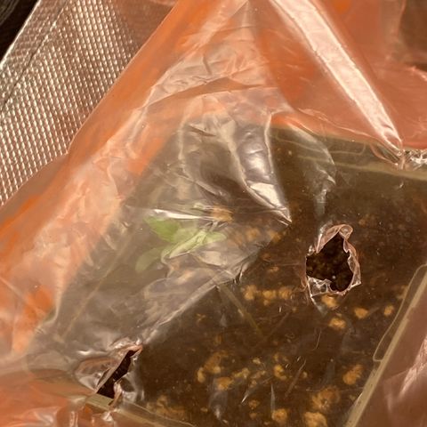 Strain for gain  #1 growlog timeline photo