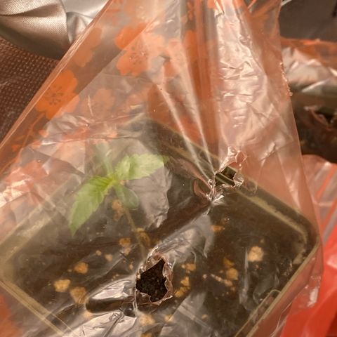 Strain for gain  #1 growlog timeline photo
