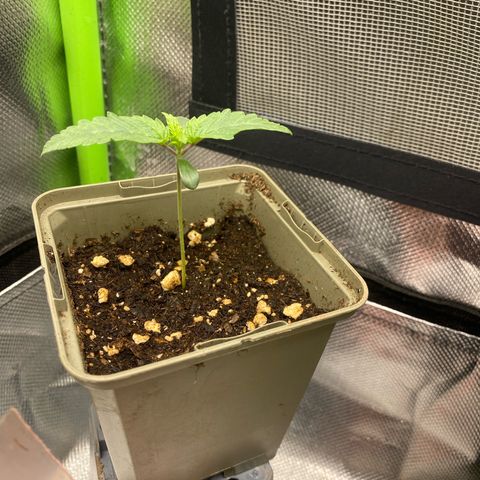 Strain for gain  #1 growlog timeline photo