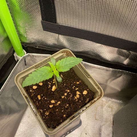 Strain for gain  #1 growlog timeline photo