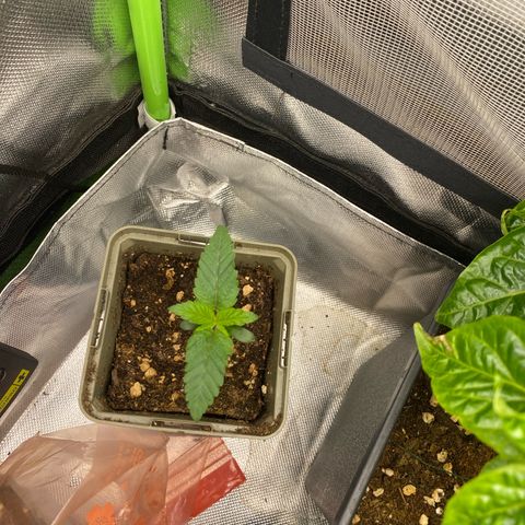 Strain for gain  #1 growlog timeline photo