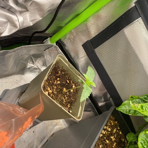 Strain for gain  #1 growlog timeline photo