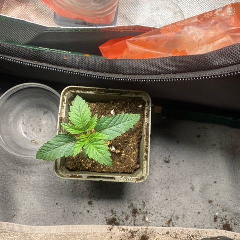 Strain for gain  #1 growlog timeline photo