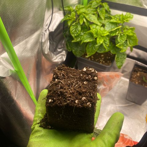 Strain for gain  #1 growlog timeline photo