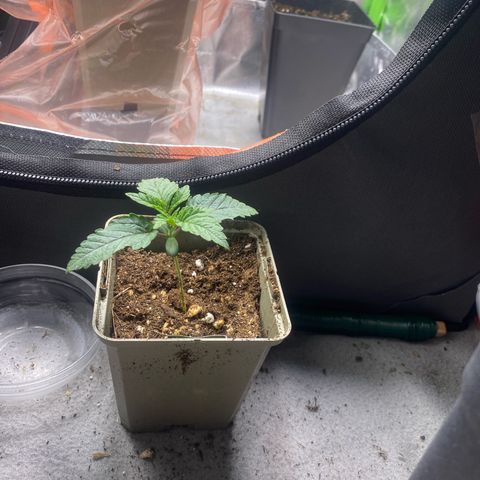 Strain for gain  #1 growlog timeline photo