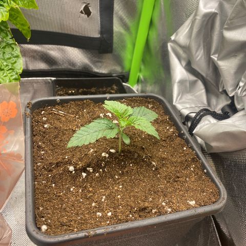 Strain for gain  #1 growlog timeline photo