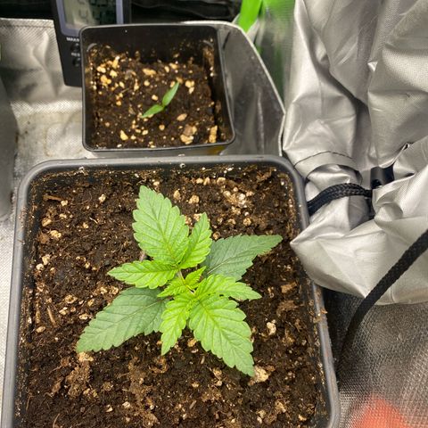 Strain for gain  #1 growlog timeline photo