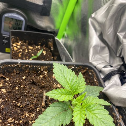 Strain for gain  #1 growlog timeline photo