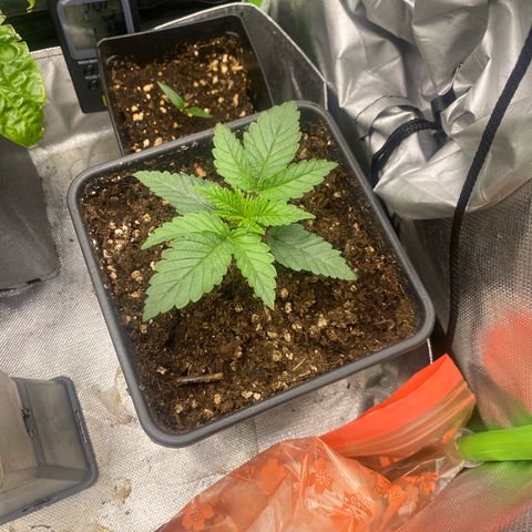 Strain for gain  #1 growlog timeline photo