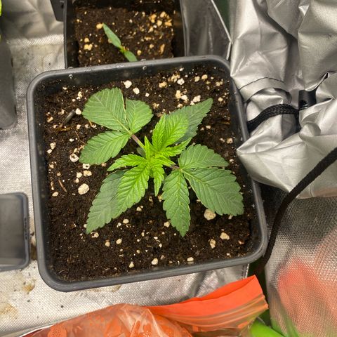 Strain for gain  #1 growlog timeline photo