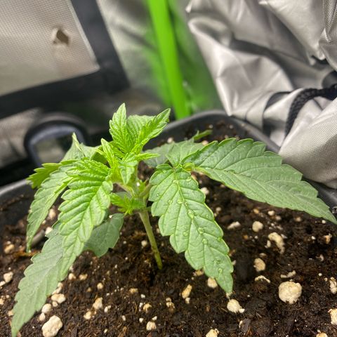 Strain for gain  #1 growlog timeline photo