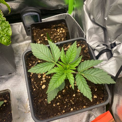 Strain for gain  #1 growlog timeline photo