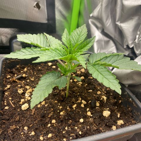 Strain for gain  #1 growlog timeline photo
