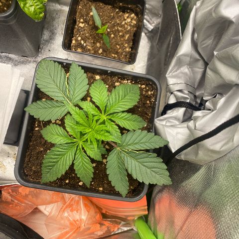 Strain for gain  #1 growlog timeline photo