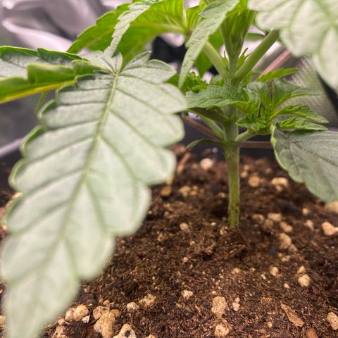 Strain for gain  #1 growlog timeline photo