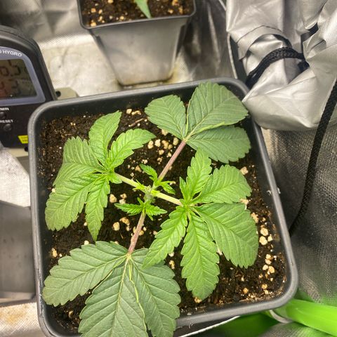 Strain for gain  #1 growlog timeline photo