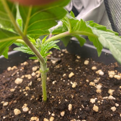 Strain for gain  #1 growlog timeline photo