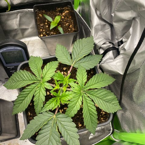 Strain for gain  #1 growlog timeline photo