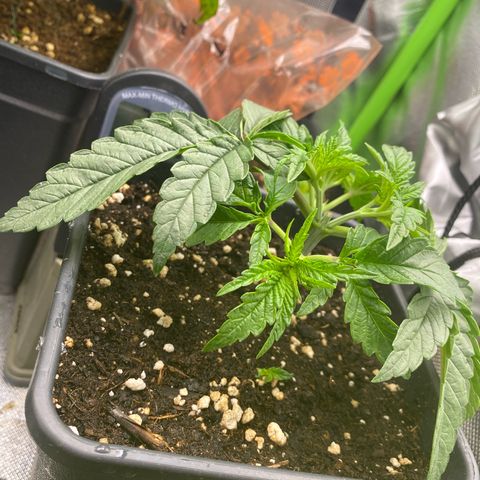 Strain for gain  #1 growlog timeline photo