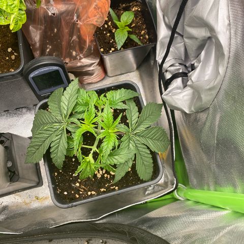 Strain for gain  #1 growlog timeline photo