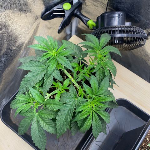 Strain for gain  #1 growlog timeline photo