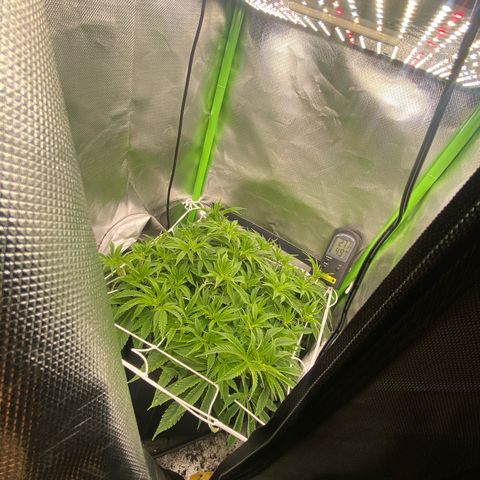 Strain for gain  #1 growlog timeline photo