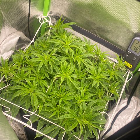 Strain for gain  #1 growlog timeline photo